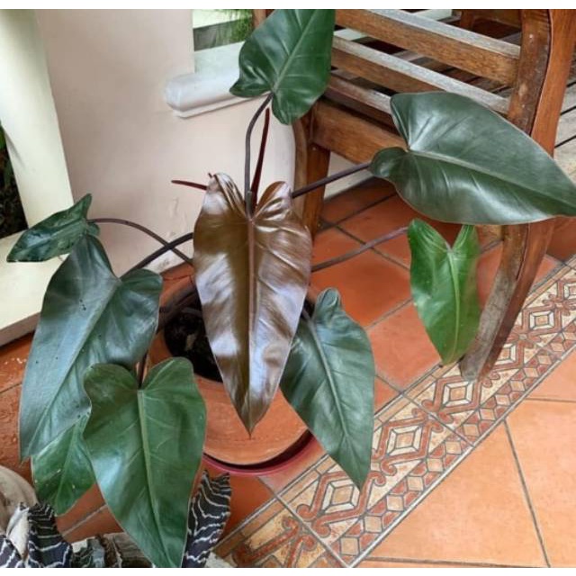 Tanaman hias philodendron black majesty - philodendron emerald