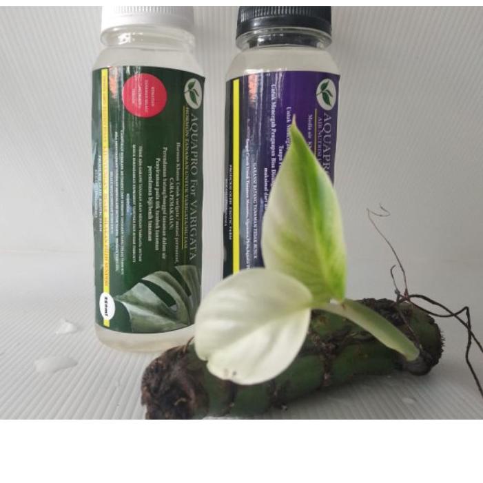 ◌ HORMON VARIEGATA Aquapro (paket) TANAMAN HIAS MONSTERA ◊