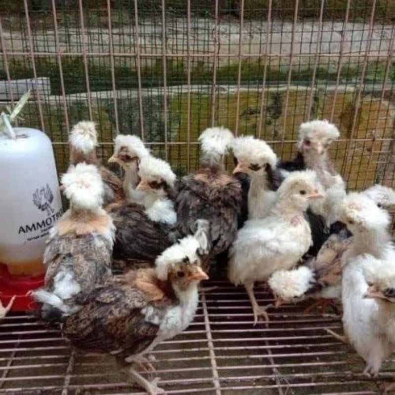 

ayam poland, anak ayam poland, bibit ayam poland
