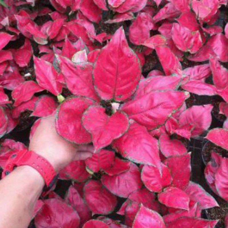 BIBIT BONGGOL Aglonema Red Anjamani (BONGGOL)-aglaonema-tanaman hidup-bunga hidup murah