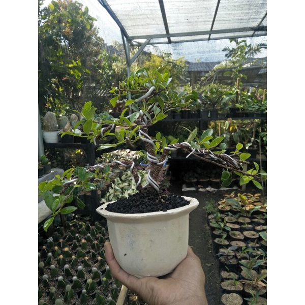 tanaman bonsai kimeng medium siap tampil - TitipBibit