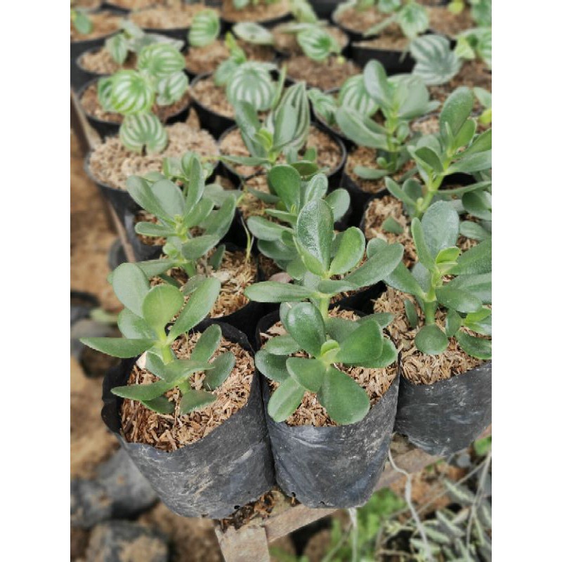 Tanaman Hias Jade Plant Crassula Ovata - TitipBibit