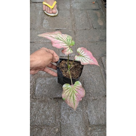 keladi infinity 2-3 daun (caladium infinity)- tanaman hidup daun
