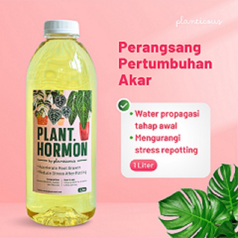 Plant Hormon / Hormon Tanaman 1