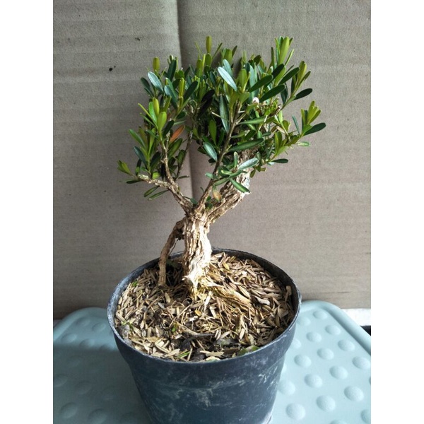 tanaman bonsai mini boxsus / boksus pohon kecil tua - TitipBibit