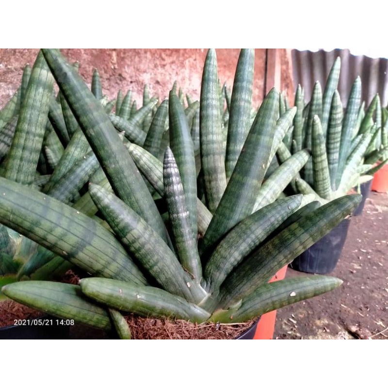 { BISA COD } tanaman sansivera mini tanaman indoor sansivera boncel