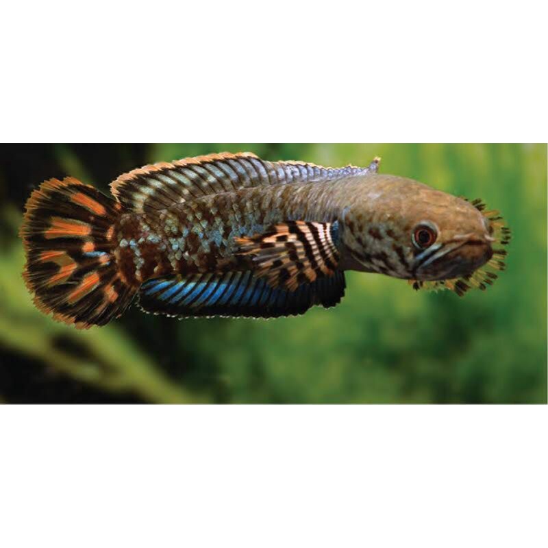 ikan chana bleheri baby