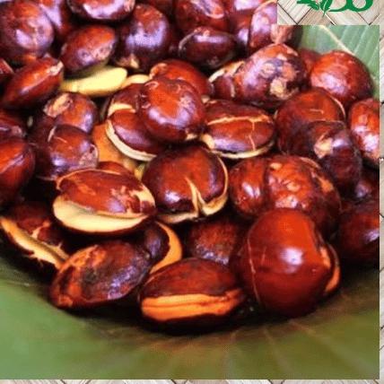 

♠ JENGKOL KUALITAS PREMIUM | GRADE AA ☂