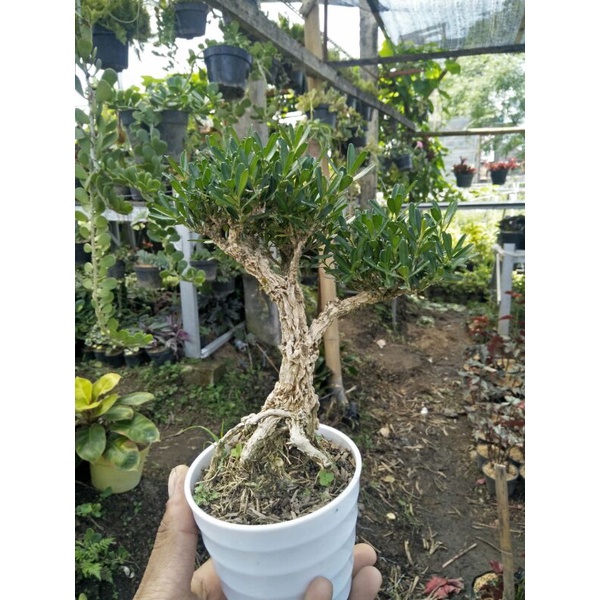 tanaman bonsai boxus rare item siap kontes kelas pemula - TitipBibit