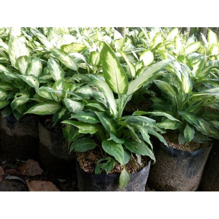 Tanaman Hias Diven Putih Murah - Aglonema Murah