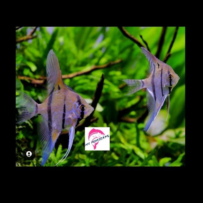 ikan hias manfish altum aquascape