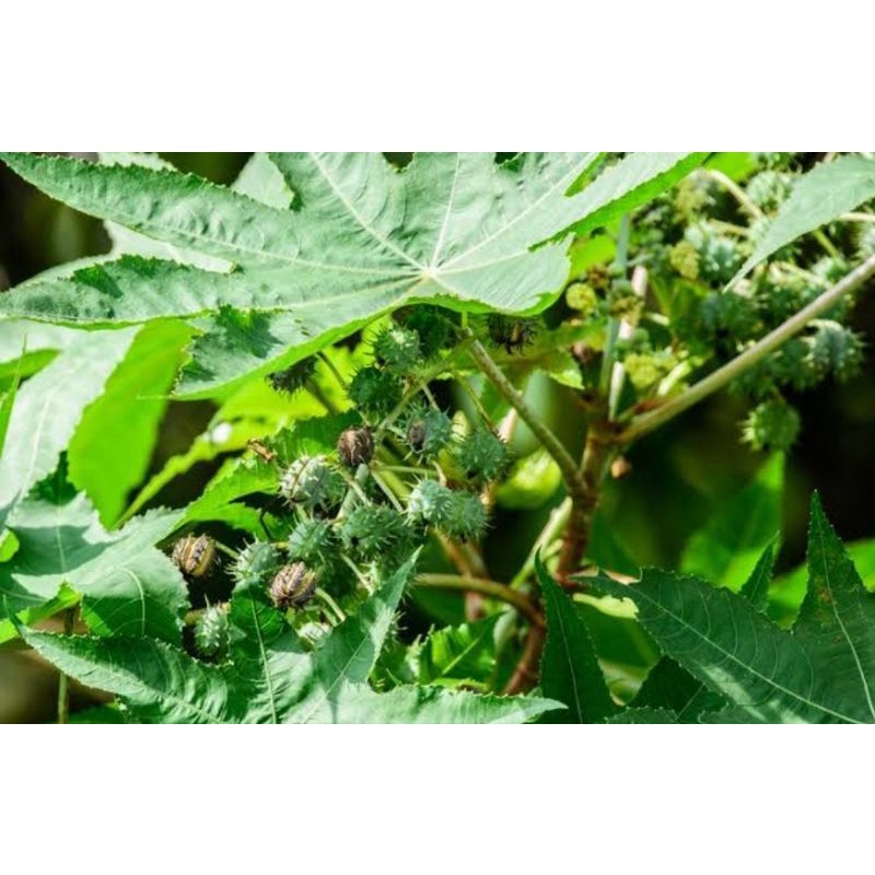 

Buah jarak kepyar buah organik untuk obat herbal harga 1 buah