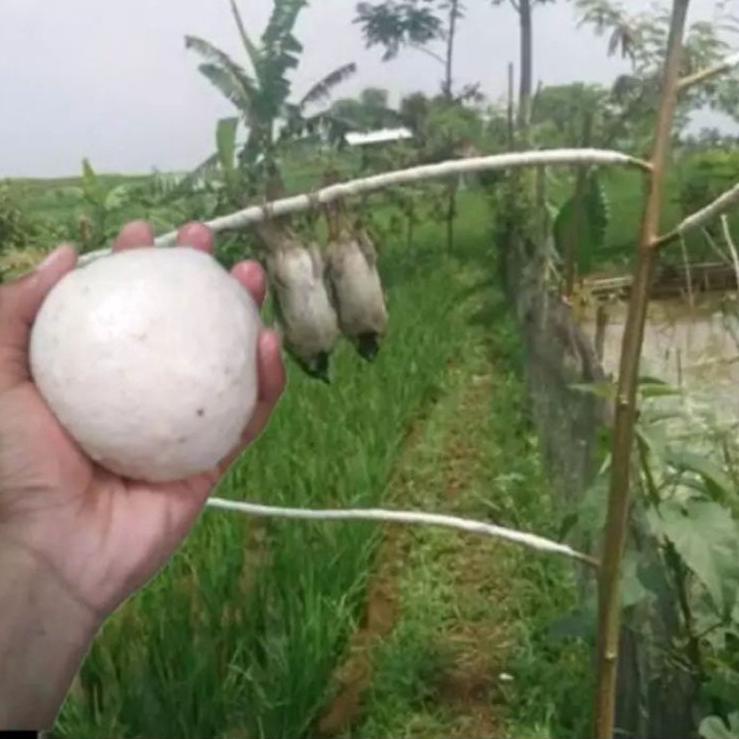 [cod]  PULUT BURUNG GETAH KARET ASLI 100gr  ~