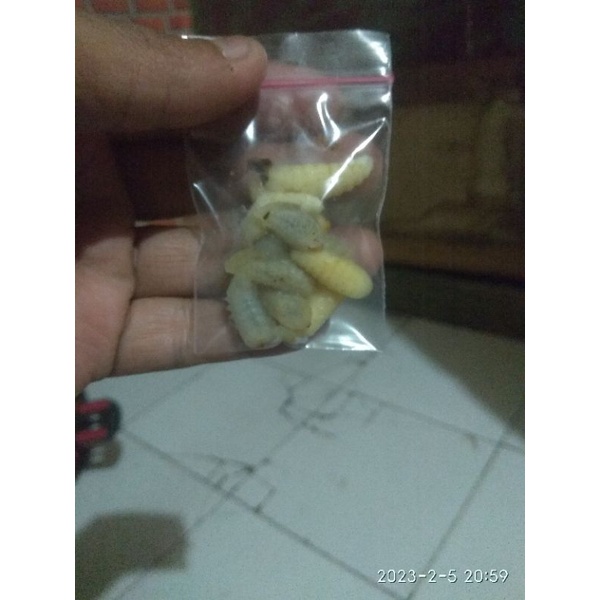 larva tawon umpan bawal, lele dan segala jenis ikan