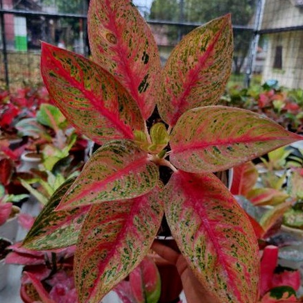Aglonema Legacy Merah