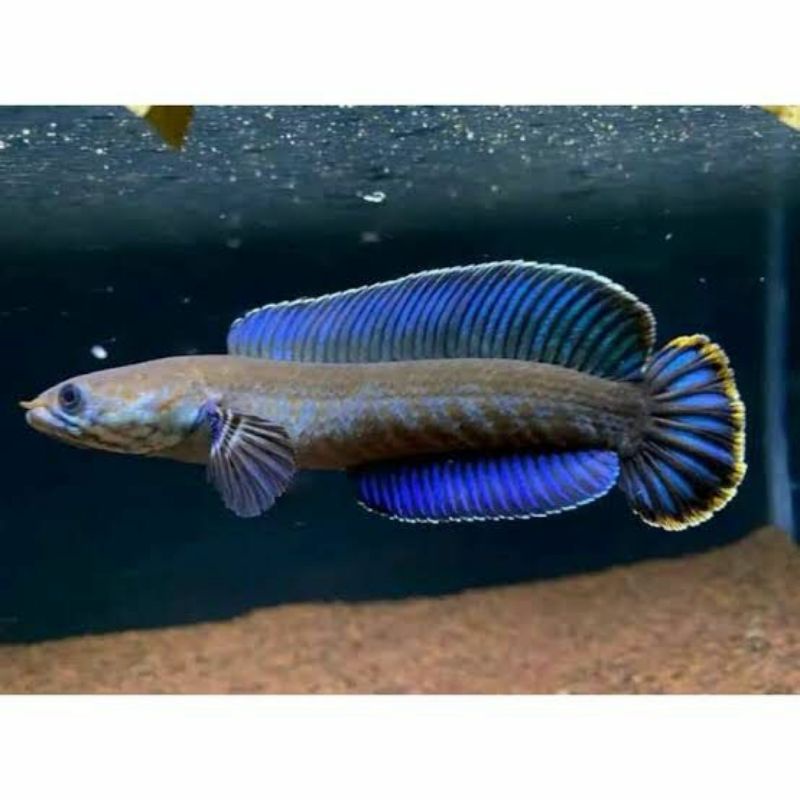 ikan chana andrao uk 2-3cm