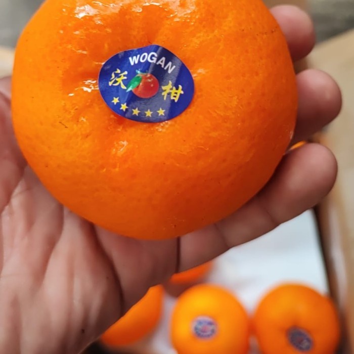 

Jeruk Honey Wokam Wogam Wogan Mandarin Orange 无籽沃甘 400 - 500 gr