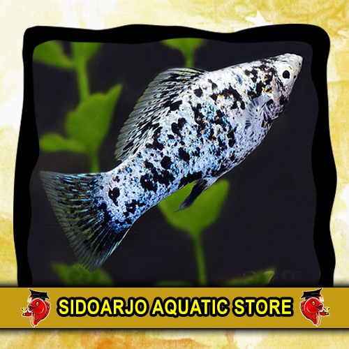 MINIMAL BELI 3 BOLEH BERVARIASI ITEM INDUKAN MOLLY MARBLE / MOLLY OREN / MOLLY ORANGE / MOLLY MARBEL