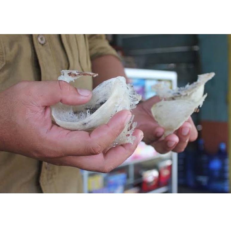 

Terlaris Air Liur Swallow Bird