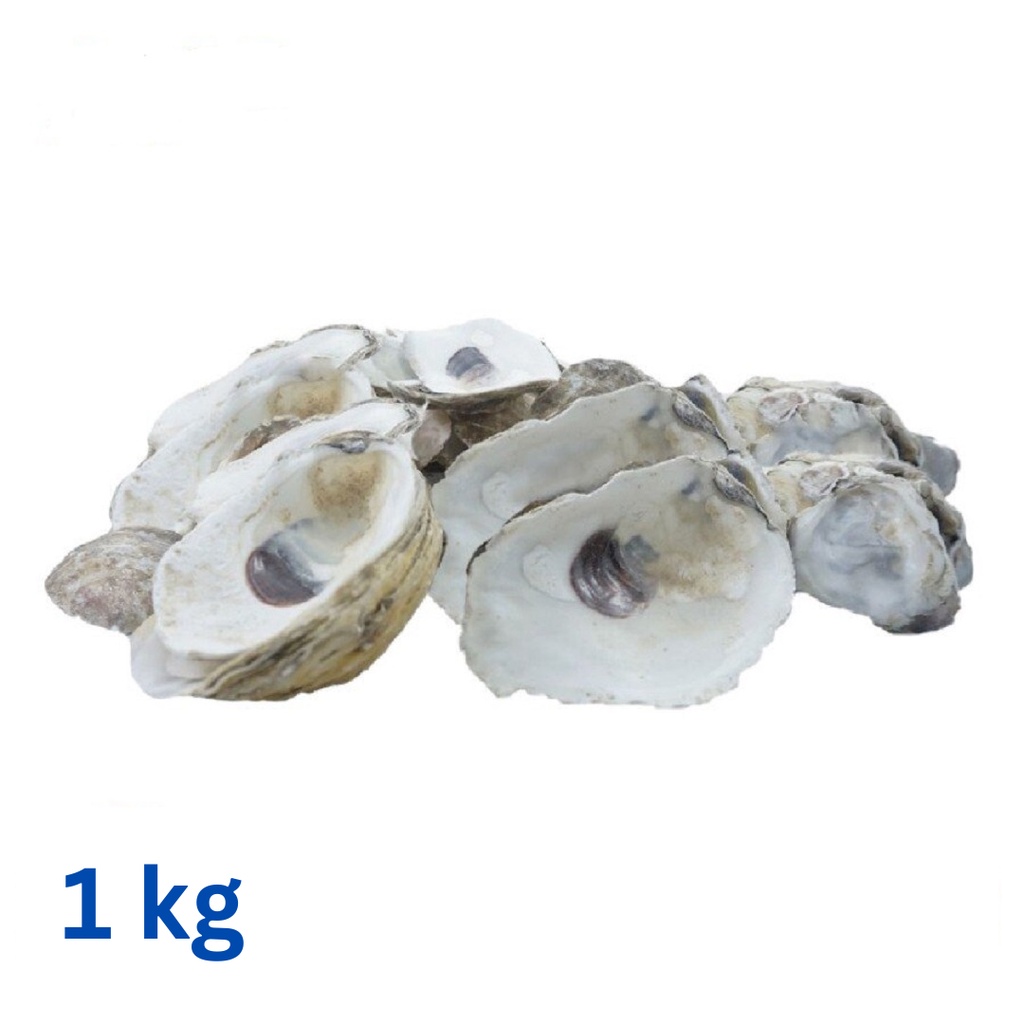 Oyster Cangkang Kerang Shell Kulit Kerang Tiram Media Filter Kolam Koi - 1 kg