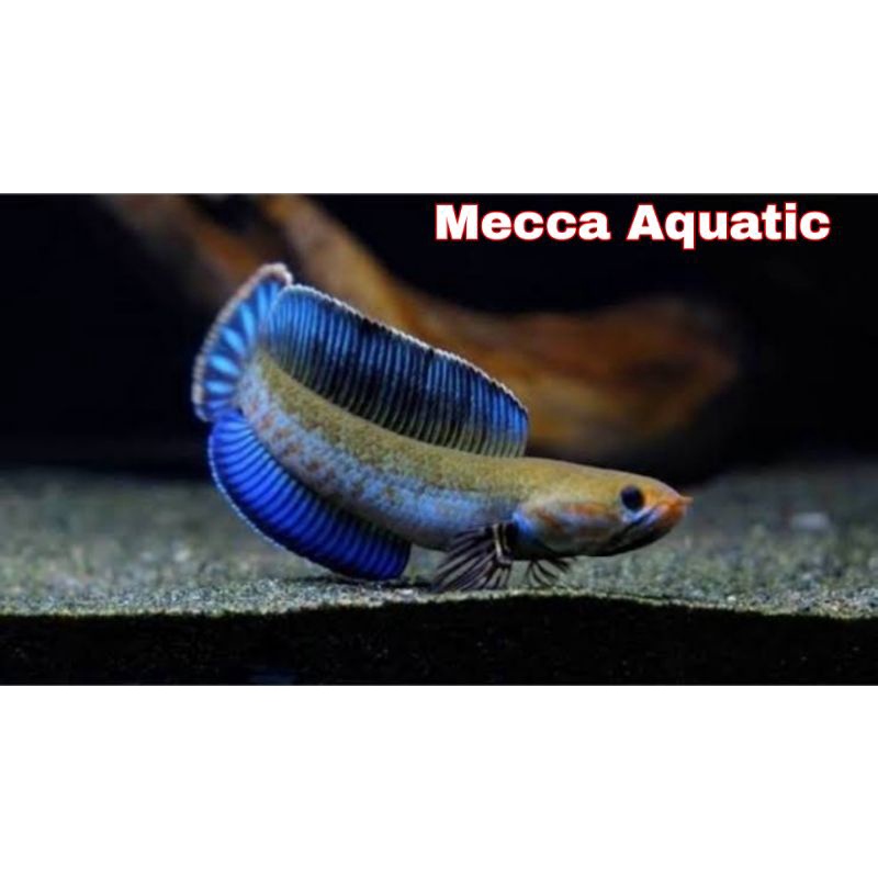 Channa Andrao 7-10 Cm kebutuhan Aqurium