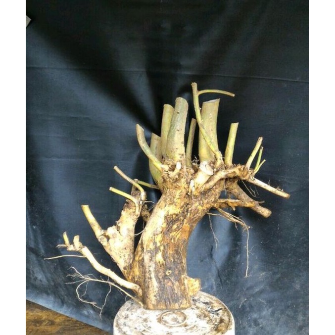 dongkelan Bonsai serut gruping besar 45k