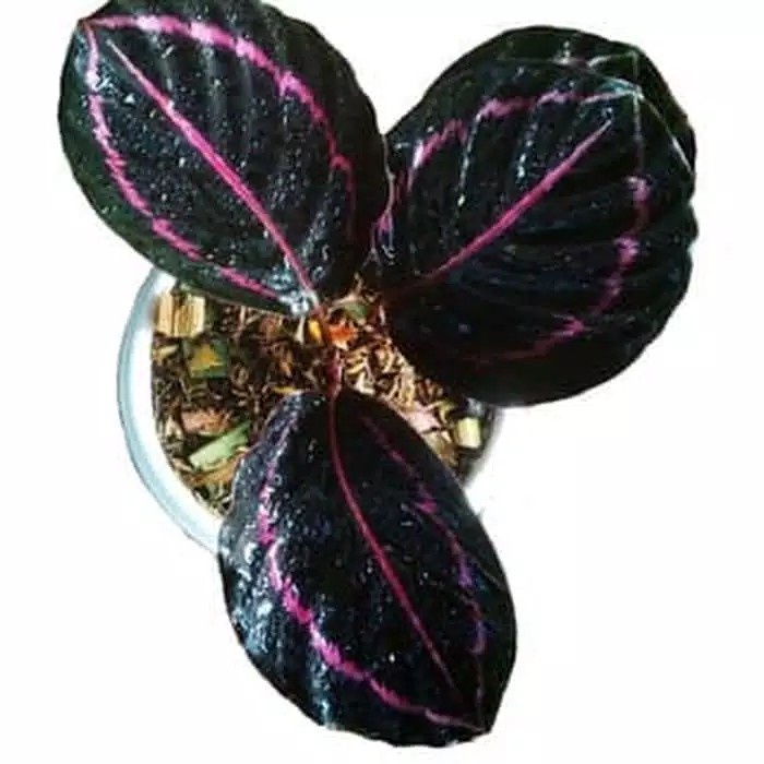 tanaman calathea black lipstik - calathea black lipstik