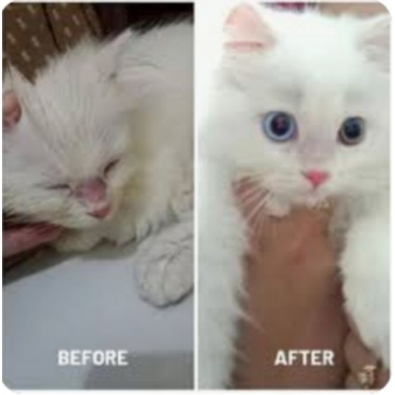 Obat Tetes Mata Kucing Belekan BerAir Bengkak Berselaput Ampu Shaestore15