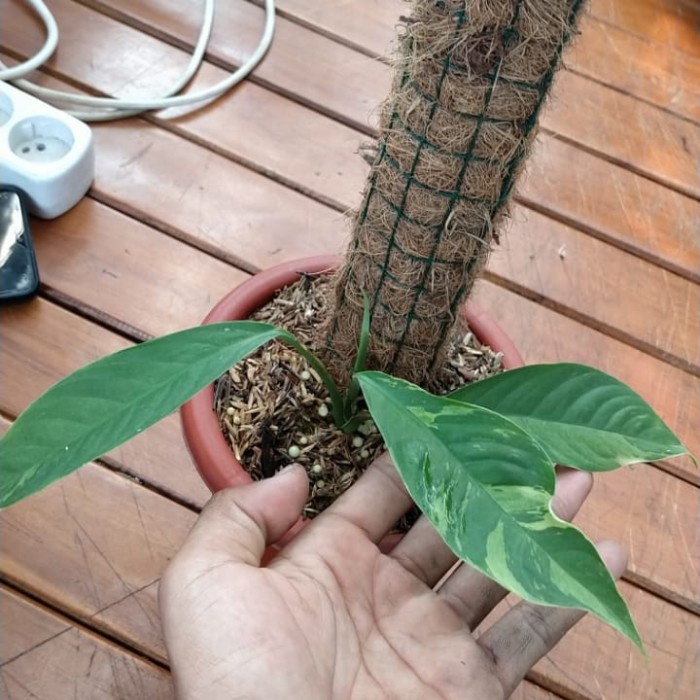 tanaman hias raphidophora foraminifera varigata