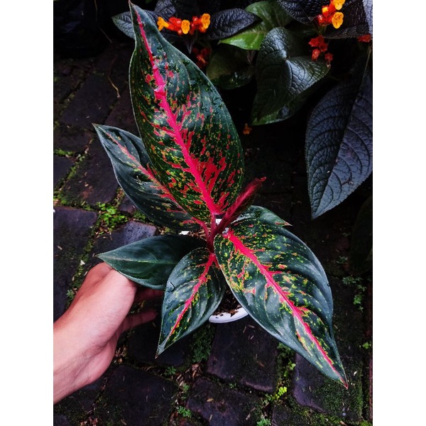 paket 2 aglonema tanian lokal hot laddy dan rengganis