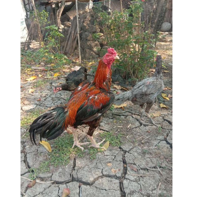 

[KODE FJNKF] Telur fertil ayam bangkok super, pacek tinggi besar ukur 6,petarung Handal