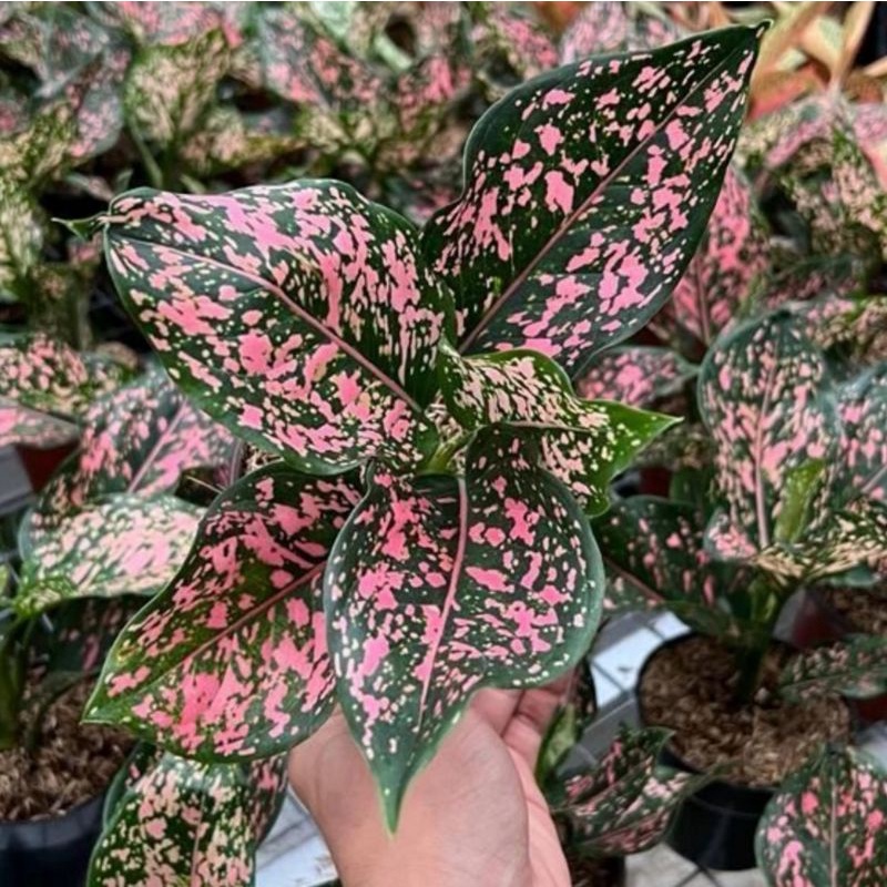 Aglonema Pink Dalmation Dewasa Rimbun / Aglo Pink Dalmation
