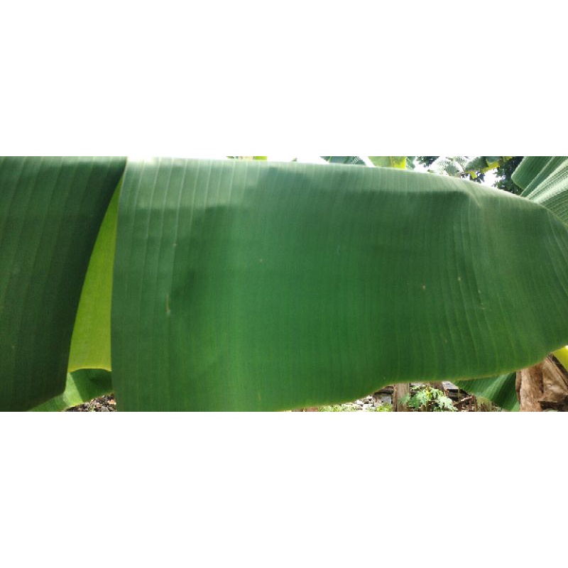 

Daun Pisang