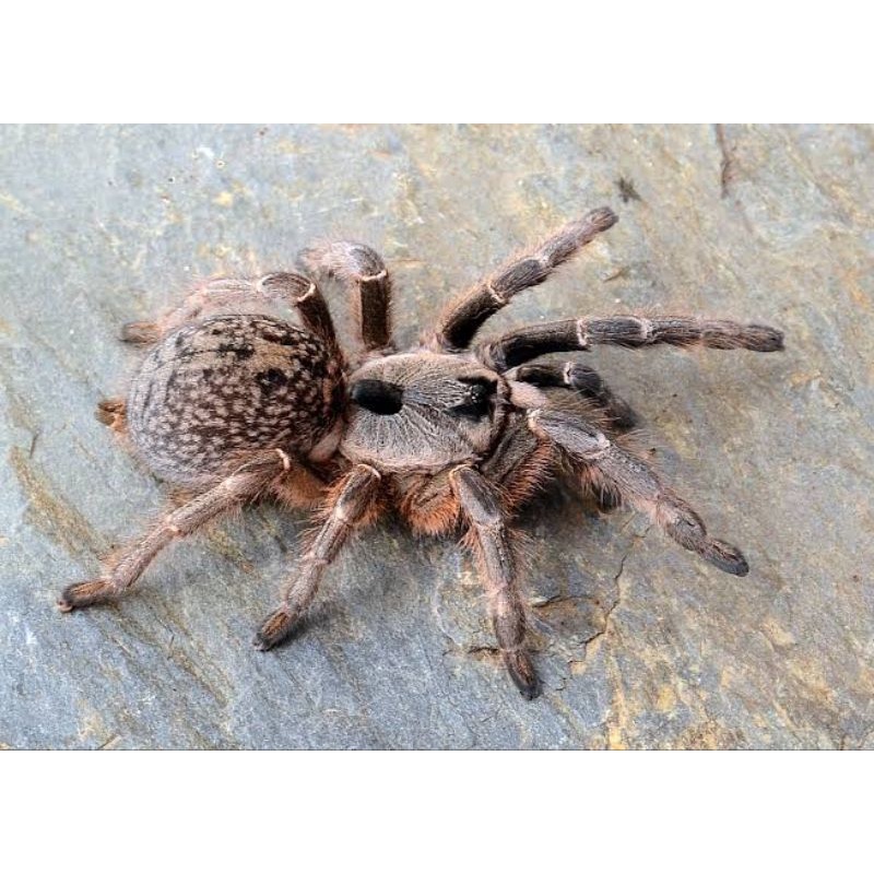 mainan sling tarantula ceratogyrus darlingi