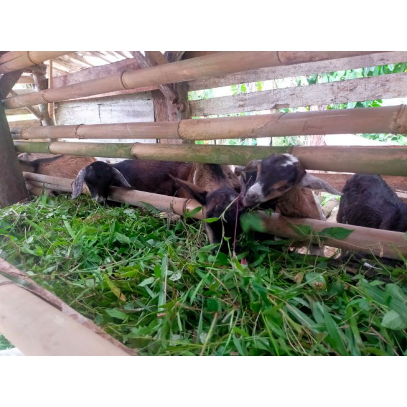 domba betina (4), domba jantan 3bln (1), domba jantan 6bln (1), kambing jawa betina (4) dan kambing 