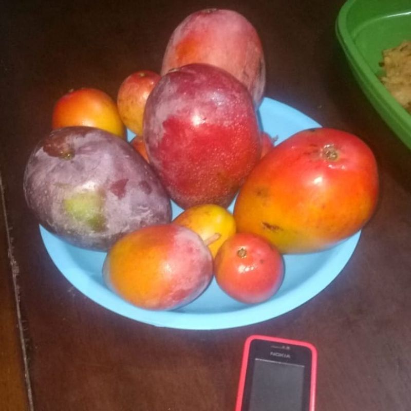 Bibit Pohon Mangga Miyazaki