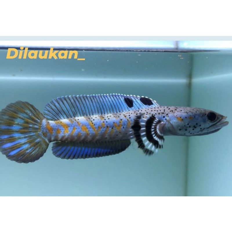 Chana blue pulchra Bibit/Rayakan/baby size 4/7 cm