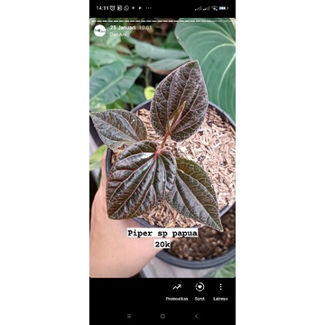 tanaman piper sp