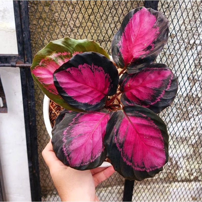 COD- Tanaman hias Calathea Crimson bibit import rawatan mulus no defect real pict/chalathea crimson/