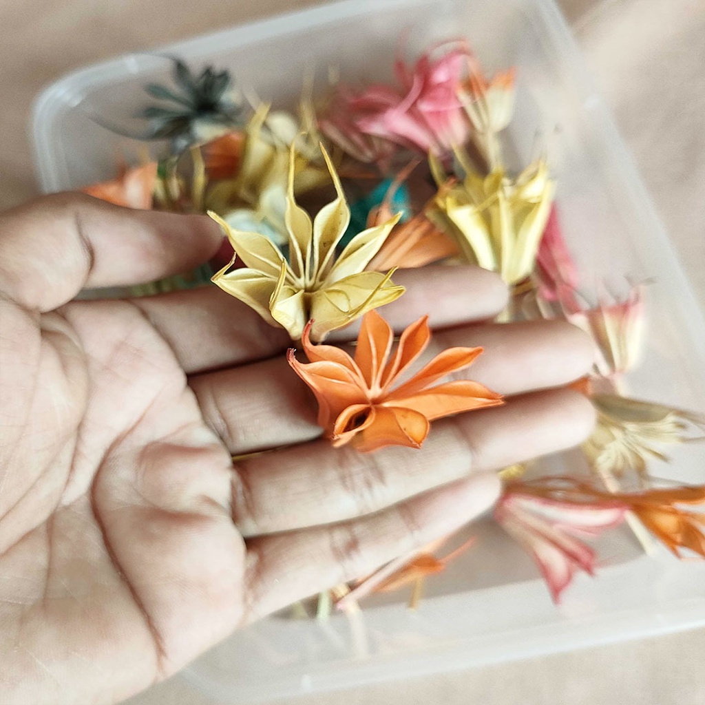 Dried Flower Preserved DIY Rainbow Nigella First Bunga Kering Hias Dekorasi