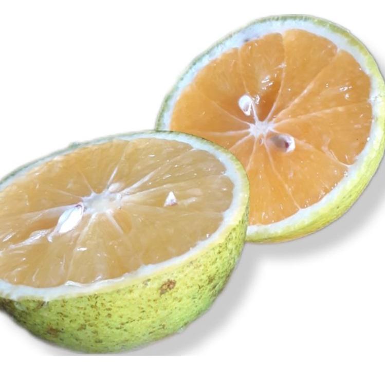 

ORIGINAL% Jeruk baby malang manis