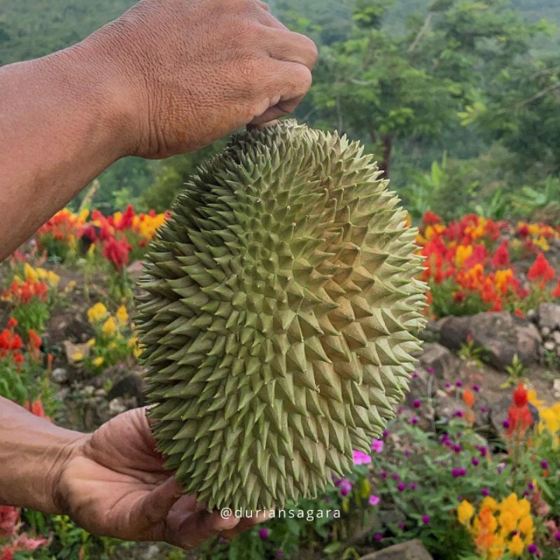 Bibit Durian Petruk Batang Besar Ukuran 1 Meter Siap Berbuah