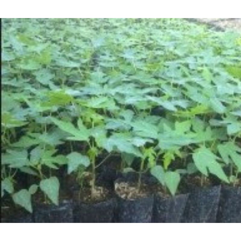 bibit pepaya california siap tanam