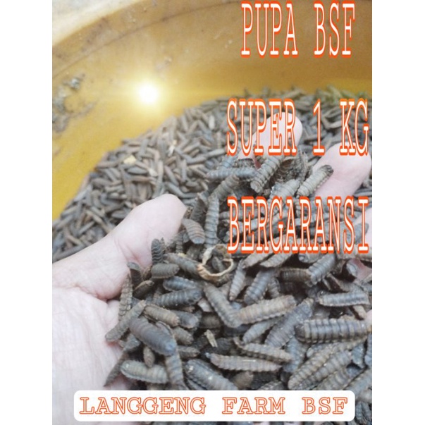 PUPA LALAT BSF PAKET 1 KG / PUPA MAGGOT BSF SUPER