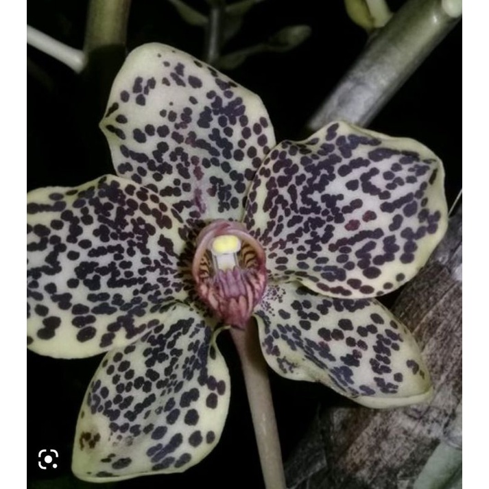 Grammatophyllum speciosum var papua