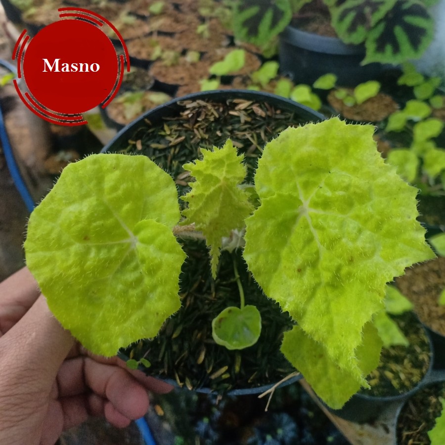 Tanaman Daun Begonia Lemon Lime - Begonia Golden - Begonia Stabilo