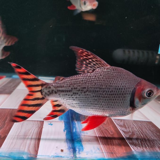 red feifeng flagtail 16 cm up