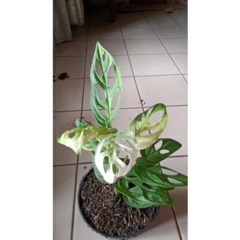 ASLI Janda bolong Varigata Remaja 3-4 daun