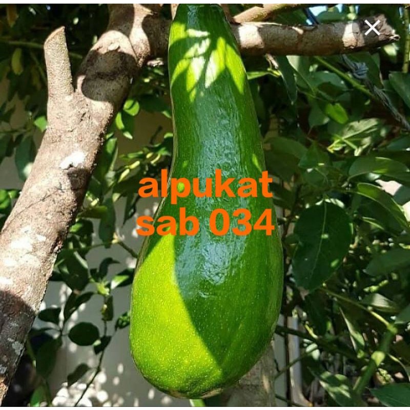 alpukat sab 034 bibit