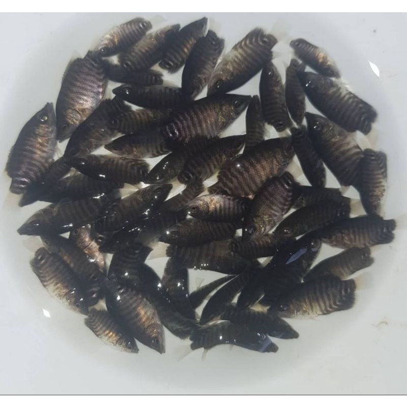 PROMO GURAME SOANG NGUKU JEMPOL